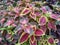 ColeusÂ is a formerÂ genusÂ ofÂ flowering plantsÂ in theÂ familyÂ Lamiaceae.